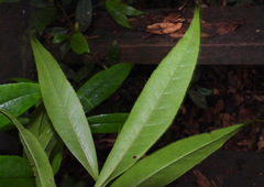 Symplocos wikstroemiifolia