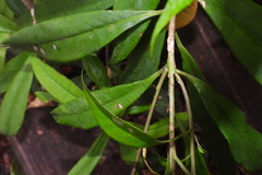 Symplocos wikstroemiifolia