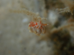 Eubranchus rubeolus