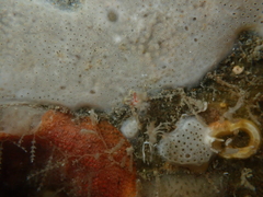 Eubranchus rubeolus