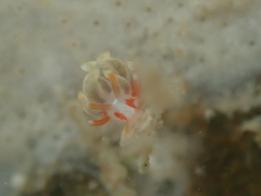 Eubranchus rubeolus