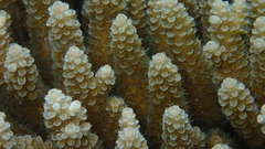 Acropora tenuis
