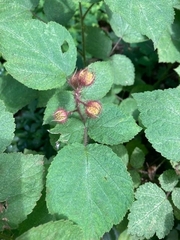 Rubus phoenicolasius