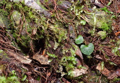 Corybas taiwanensis