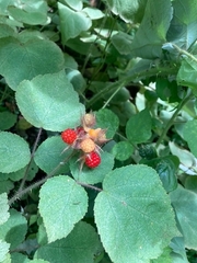 Rubus phoenicolasius