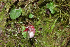 Corybas taiwanensis