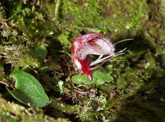 Corybas taiwanensis