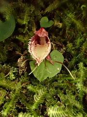 Corybas taiwanensis