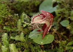 Corybas taiwanensis
