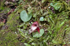 Corybas taiwanensis