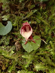 Corybas taiwanensis