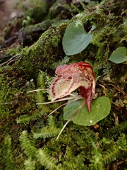 Corybas taiwanensis