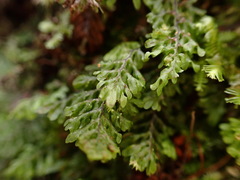 Hymenophyllum oligosorum