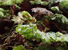 Hymenophyllum oligosorum