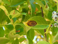 Cristulariella