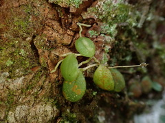 Bulbophyllum drymoglossum