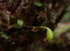 Bulbophyllum drymoglossum