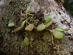 Bulbophyllum drymoglossum