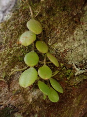Bulbophyllum drymoglossum
