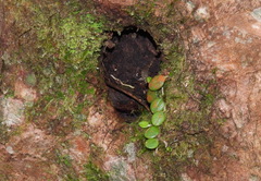 Bulbophyllum drymoglossum