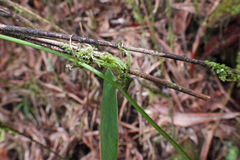 Smilax lanceifolia