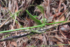 Smilax lanceifolia