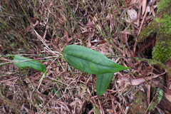 Smilax lanceifolia