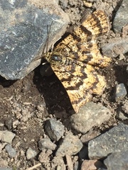 Epelis truncataria