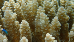 Acropora tenuis