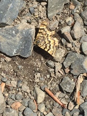 Epelis truncataria