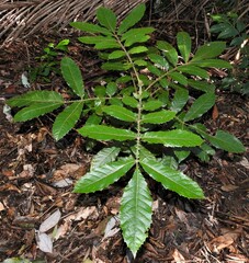 Davidsonia johnsonii