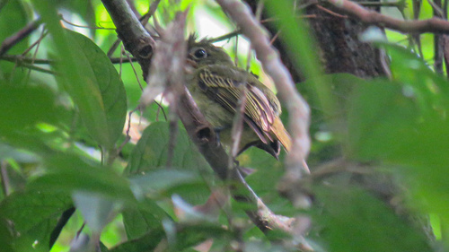 Western Olivaceous Flatbill (Rhynchocyclus aequinoctialis), photo 9
