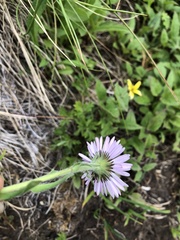 Erigeron grandiflorus