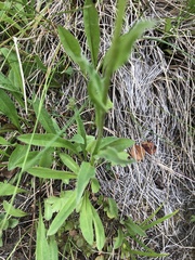 Erigeron grandiflorus