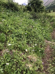 Erigeron grandiflorus