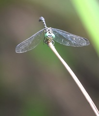 Paragomphus balneorum