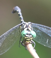 Paragomphus balneorum