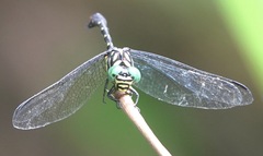 Paragomphus balneorum