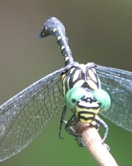 Paragomphus balneorum