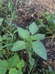 Magnoliopsida
