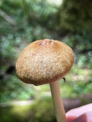 Inocybe phaeocystidiosa