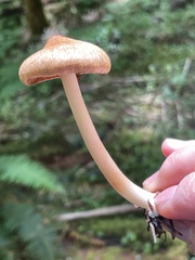 Inocybe phaeocystidiosa