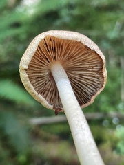 Inocybe phaeocystidiosa