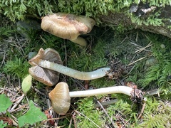 Inocybe phaeocystidiosa