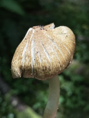 Inocybe phaeocystidiosa