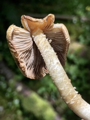 Inocybe phaeocystidiosa