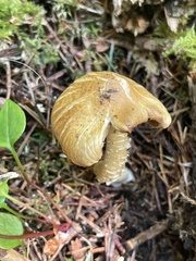Inocybe phaeocystidiosa