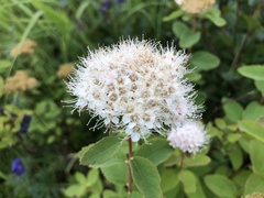 Spiraea stevenii