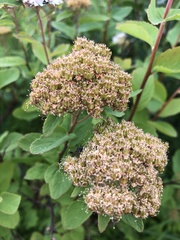 Spiraea stevenii