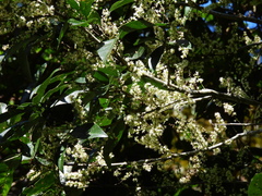 Guioa acutifolia